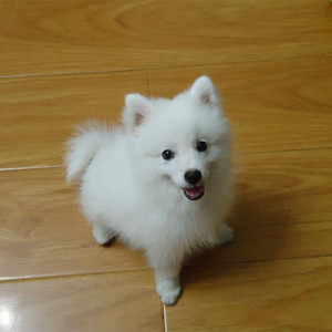 白狐狸宠物白色