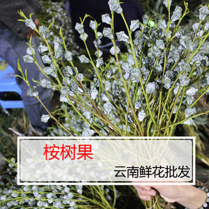 桉树果