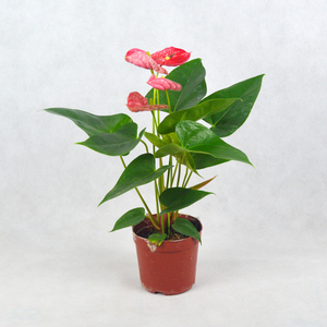 红掌 水培植物四季开花植物盆花卉室内观花植物真花盆栽室内植物