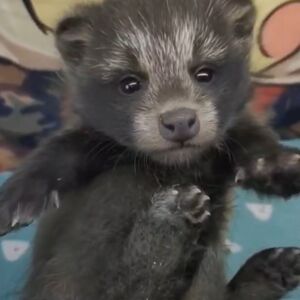 网红萌宠园备貉子小浣熊宠物国产貉子宠物粘人可爱方便面幼崽