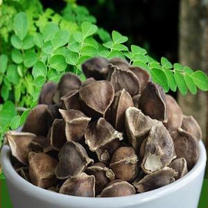 辣木籽树苗印度