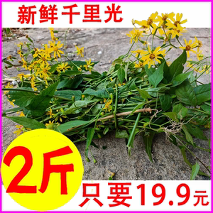 新鲜现采千里光 九里明光 九龙光九岭光黄花母千里及现摘洗脚泡澡