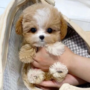 马尔泰犬纯种幼犬宠物狗 血统犬舍  上海可实地挑选 全国配送发货