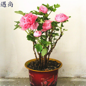 1.80飞龙版本游戏截图3