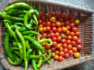 贵州农家现摘现发新鲜毛辣水果圣女小番茄小西红柿酸汤原料纯天然