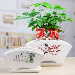 扇形陶瓷花盆君子兰