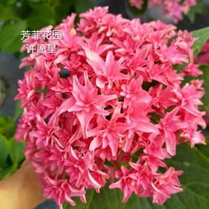 戴安娜王妃绣球