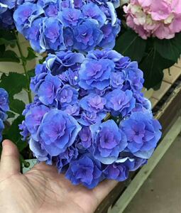 绣球雷王