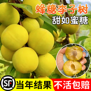 蜂糖李子树苗贵州六马三华新品种水果树果苗阳台盆栽南方北方种植