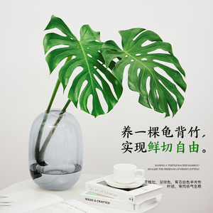 水培大叶龟背竹鲜切枝绿植物客厅室内水养鲜花插瓶好养活四季常青