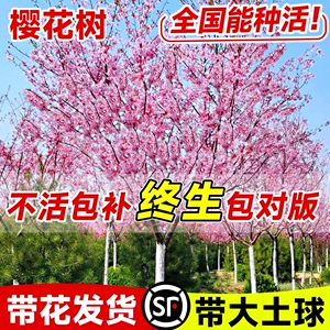 樱花树苗庭院大树苖日本重瓣白晚樱花卉盆栽四季室外风景绿化苗木