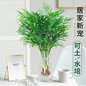 袖珍椰子水培绿植物富贵凤尾竹观叶盆栽客厅办公室内桌面好养四季