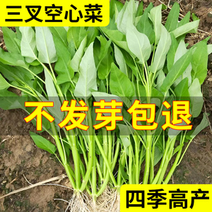 三叉空心菜种籽四季水培蔬菜种子大全阳台种植竹叶菜苗荠菜种籽孑