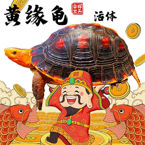 黄缘龟幼龟皖南安缘龟苗闭壳观赏宠物乌龟活体小青水龟金钱龟粮