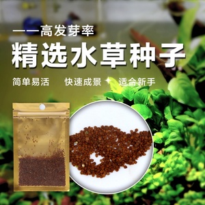 水草种子植物鱼缸装饰造景草坪真草草籽迷你对叶牛毛草矮珍珠种籽