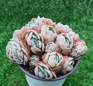 【多肉双子贝瑞群生】多肉双子贝瑞群生品牌,价格 - 阿里巴巴