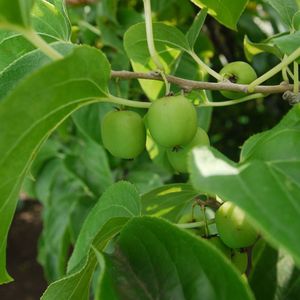 东北辽宁特产野生圆枣子软枣子小猕猴桃 狗枣子 现在只有软枣子干