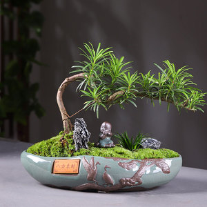 罗汉松微景观盆栽小叶雀舌绿植花卉盆景室内办公室盆桩景四季常青