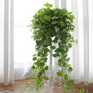 大长藤绿萝吊兰垂吊植物盆栽室内大叶绿萝植物 360加大加长款带盆