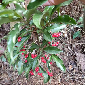 中药材朱砂根野生草药散血丹小罗伞 铁凉伞大罗伞 万两金5oog