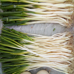 四川自贡农家种植大葱3斤包邮新鲜葱黄 铁杆大葱长葱蔬菜去叶大葱