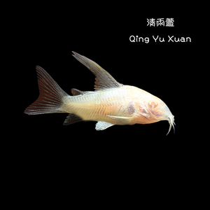 工具鱼老鼠鱼高帆白鼠熊猫珍珠鼠花鼠清洁鱼观赏鱼热带鱼