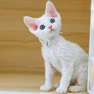 德文卷毛猫幼猫纯种高智商小奶猫不掉毛帝王猫虎斑猫幼崽宠物活物