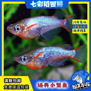 小型冷水观赏鱼七彩