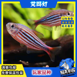 艾玛灯红线牛奶分红霓虹巧克力野生南美水草造景缸群游灯科鱼包邮