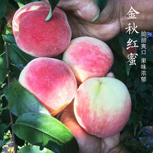 现摘现发山东烟台金秋红蜜映霜红水蜜桃脆甜冬桃毛桃新鲜应季水果