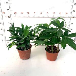 发财树苗盆栽辫子发财树室内小盆景花卉办公室桌绿植不带盆招财树