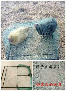 捕猫笼 捕狗笼 逮猫笼兔笼抓捉猫新型笼玩具野鸡器具工具