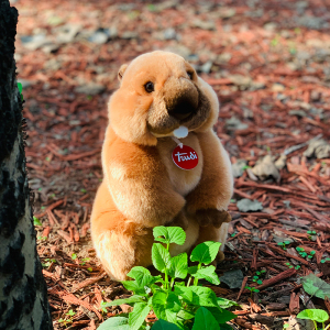 女孩土拨鼠仿真玩偶小号益智早教抱枕洋娃娃公仔z13928361797150
