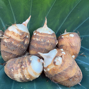 湖北恩施富硒毛芋头农家笨芋头粉糯小芋头芋艿新鲜现挖食用农产品