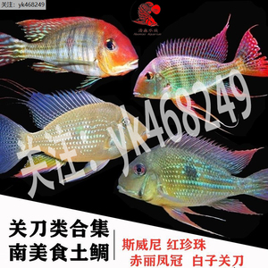 红眼白子关刀朱巴利关刀元宝凤凰国产零号热带观赏鱼龙鱼高端配鱼