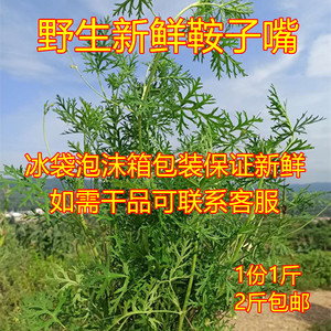 野生新鲜安子嘴鞍子嘴草安子脚老鹳草中草药中药材2斤包邮批代发