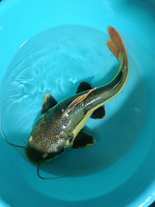 进口正品红尾招财猫鱼活体红尾狗仔鲸鲶鱼大型热带凶猛观赏鱼宠物