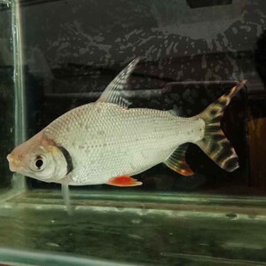 tb101103225411淘宝飞凤鱼活体直纹飞凤金凤银凤龙鱼