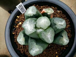 南阿星万象,南阿之星,多肉植物,十二卷,瓦苇属,墨凡园艺