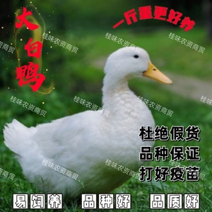 大白鸭北京鸭樱桃谷肉鸭白色可爱桂柳鸭小鸭苗活苗脱温包邮小黄鸭