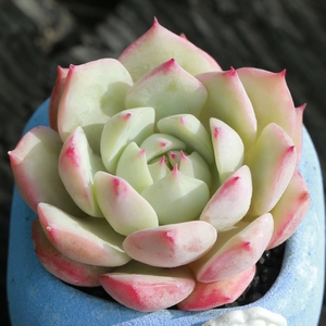 tp多肉植物
