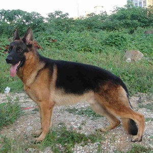 德牧犬德国牧羊犬活体弓背平背牧羊犬德牧幼犬黑狼犬马犬