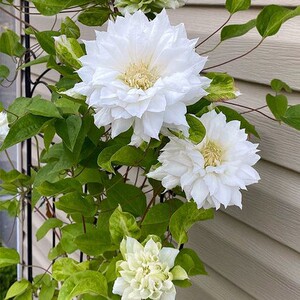 爱丁堡公爵夫人重瓣铁线莲花苗爬藤植物盆栽阳台庭院可爬墙的花卉