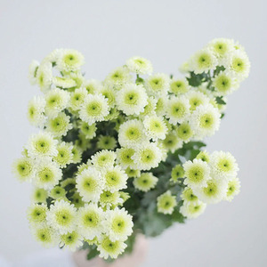 云南昆明直发鲜花小雏菊基地直供鲜切花家用水养办公室插画小菊花