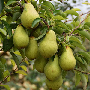 红啤梨树苗梨树苗地栽红梨树苗盆栽南方北方种植当年结果庭院种植