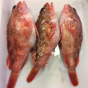 000人付款淘宝东海虎头鱼 老虎鱼 小石斑鱼 新鲜鲜活