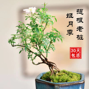 提根老桩日本姬乙女月季瓷盆四季开花含青苔办公桌微型盆景姬蔷薇