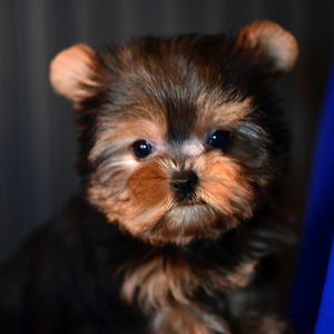 约克夏犬幼犬纯种小型犬迷你宠物狗狗玩赏犬长毛活体犬茶杯犬小体