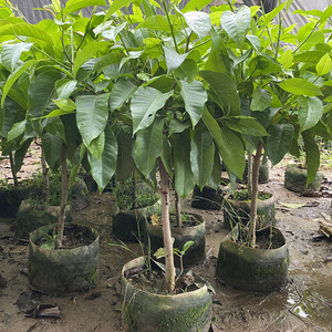 【黄果兰花树苗】黄果兰花树苗品牌,价格 - 阿里巴巴