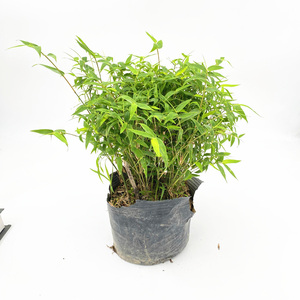 慈孝竹盆栽植物盆景装饰米竹子苗孝顺竹凤凰竹罗汉竹佛肚竹绿植